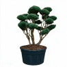 Pin sylvestre Watereri - Pinus sylvestris Watereri Bonsaï 125/150cm Pot 500L