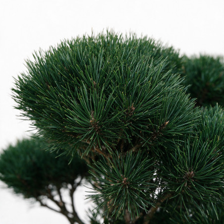 Pin sylvestre Watereri - Pinus sylvestris Watereri Bonsaï 125/150cm Pot 500L