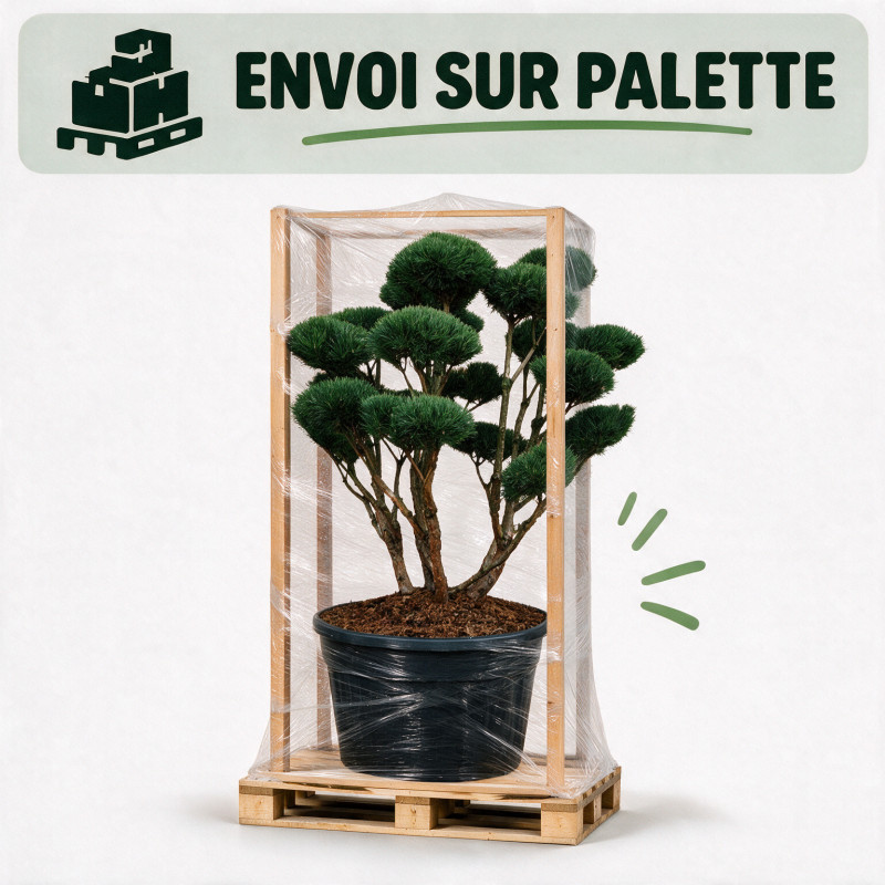 Pin sylvestre Watereri - Pinus sylvestris Watereri Bonsaï 125/150cm Pot 500L