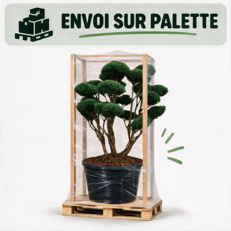 Pin sylvestre Watereri - Pinus sylvestris Watereri Bonsaï 125/150cm Pot 500L