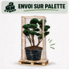 Pin sylvestre Watereri - Pinus sylvestris Watereri Bonsaï 125/150cm Pot 500L