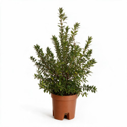 Myrte - Myrtus communis Buisson 65cm Pot 3L