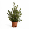 Myrte - Myrtus communis Buisson 65cm Pot 3L