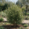 Myrte - Myrtus communis Buisson 65cm Pot 3L
