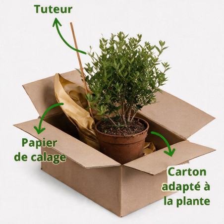 Myrte - Myrtus communis Buisson 65cm Pot 3L