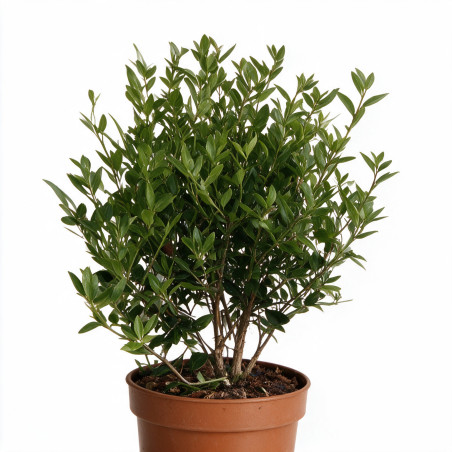 Myrte - Myrtus communis Buisson 65cm Pot 3L