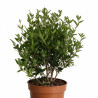 Myrte - Myrtus communis Buisson 65cm Pot 3L