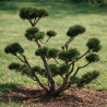 Pin de montagne Gnom - Pinus mugo Gnom Bonsaï 125/145cm Caisse bois 400L