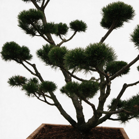 Pin de montagne Gnom - Pinus mugo Gnom Bonsaï 125/145cm Caisse bois 400L