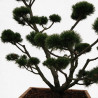 Pin de montagne Gnom - Pinus mugo Gnom Bonsaï 125/145cm Caisse bois 400L
