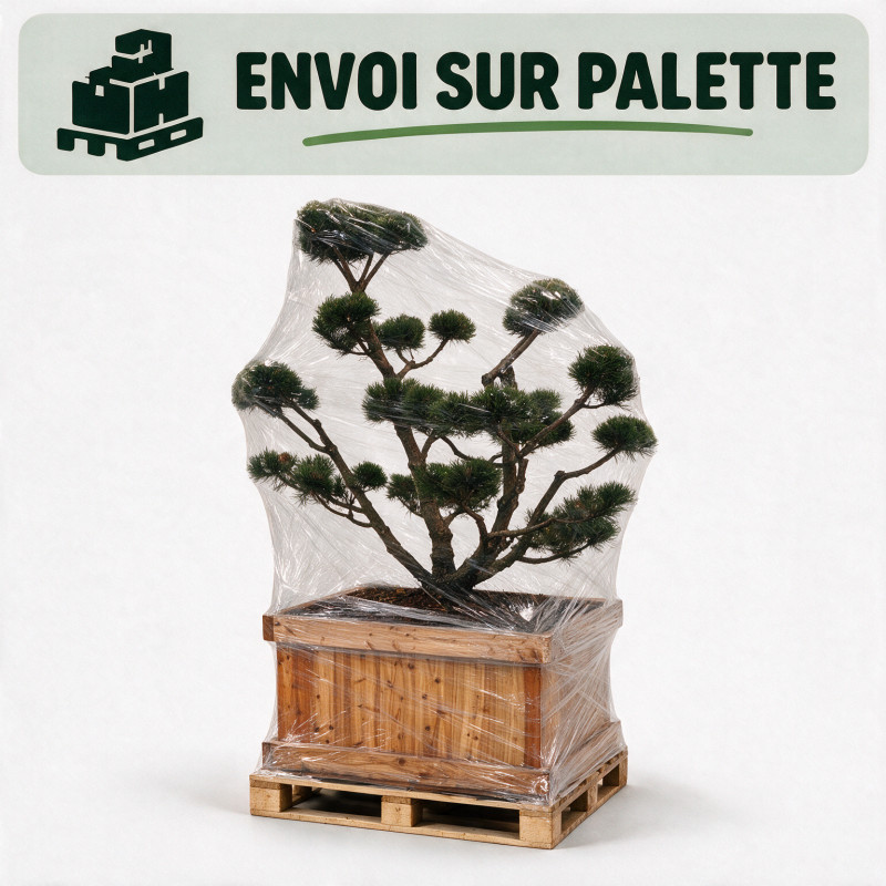Pin de montagne Gnom - Pinus mugo Gnom Bonsaï 125/145cm Caisse bois 400L