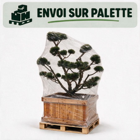 Pin de montagne Gnom - Pinus mugo Gnom Bonsaï 125/145cm Caisse bois 400L