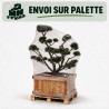 Pin de montagne Gnom - Pinus mugo Gnom Bonsaï 125/145cm Caisse bois 400L