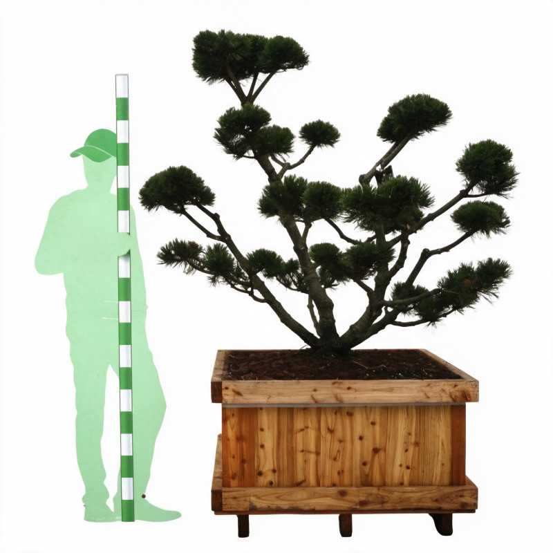 Pin de montagne Gnom - Pinus mugo Gnom Bonsaï 125/145cm Caisse bois 400L