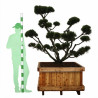 Pin de montagne Gnom - Pinus mugo Gnom Bonsaï 125/145cm Caisse bois 400L