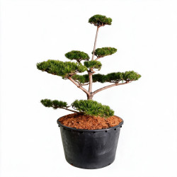Pin de montagne Gnom - Pinus mugo Gnom Bonsaï 125/150cm Pot 285L