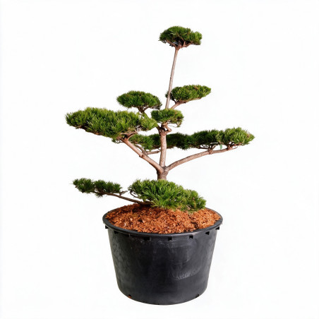Pin de montagne Gnom - Pinus mugo Gnom Bonsaï 125/150cm Pot 285L