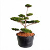 Pin de montagne Gnom - Pinus mugo Gnom Bonsaï 125/150cm Pot 285L