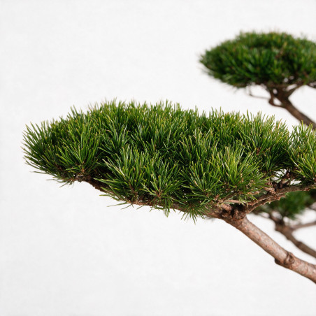Pin de montagne Gnom - Pinus mugo Gnom Bonsaï 125/150cm Pot 285L