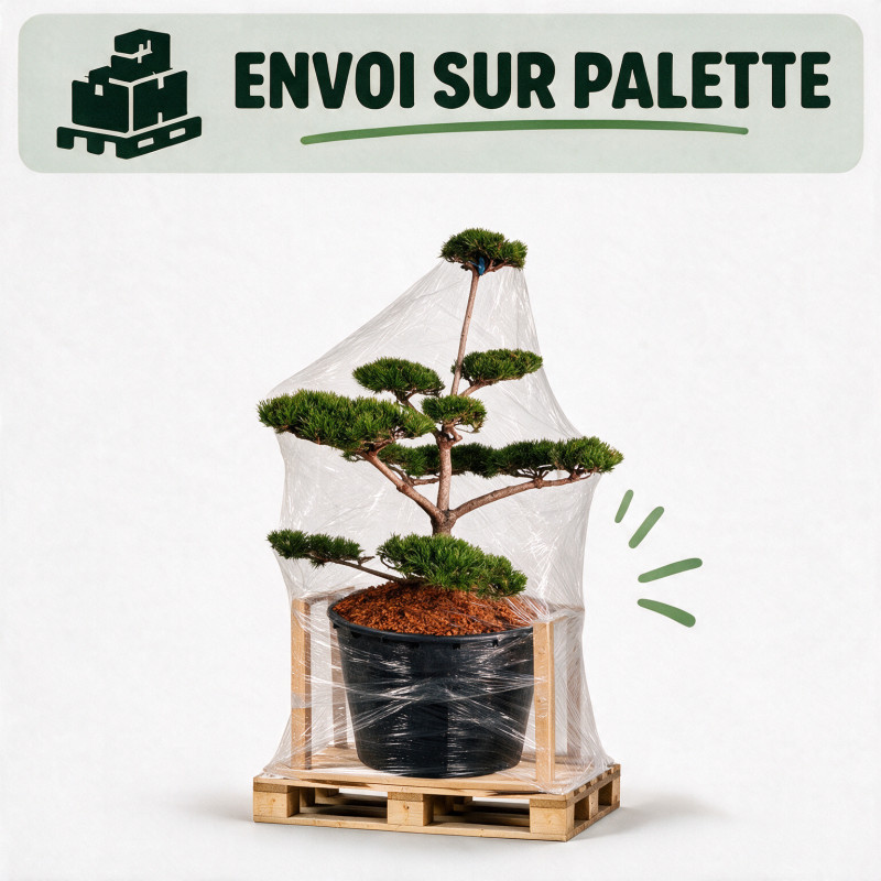 Pin de montagne Gnom - Pinus mugo Gnom Bonsaï 125/150cm Pot 285L