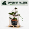 Pin de montagne Gnom - Pinus mugo Gnom Bonsaï 125/150cm Pot 285L
