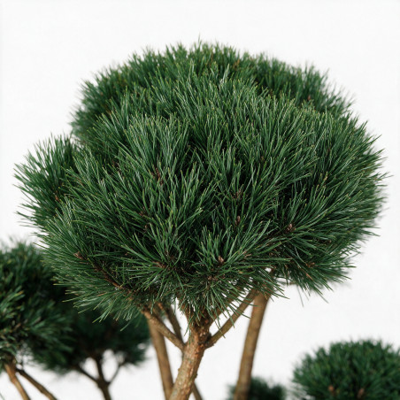Pin sylvestre Watereri - Pinus sylvestris Watereri Bonsaï 125/150cm Pot 285L