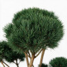 Pin sylvestre Watereri - Pinus sylvestris Watereri Bonsaï 125/150cm Pot 285L