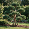 Pin sylvestre Watereri - Pinus sylvestris Watereri Bonsaï 125/150cm Pot 285L