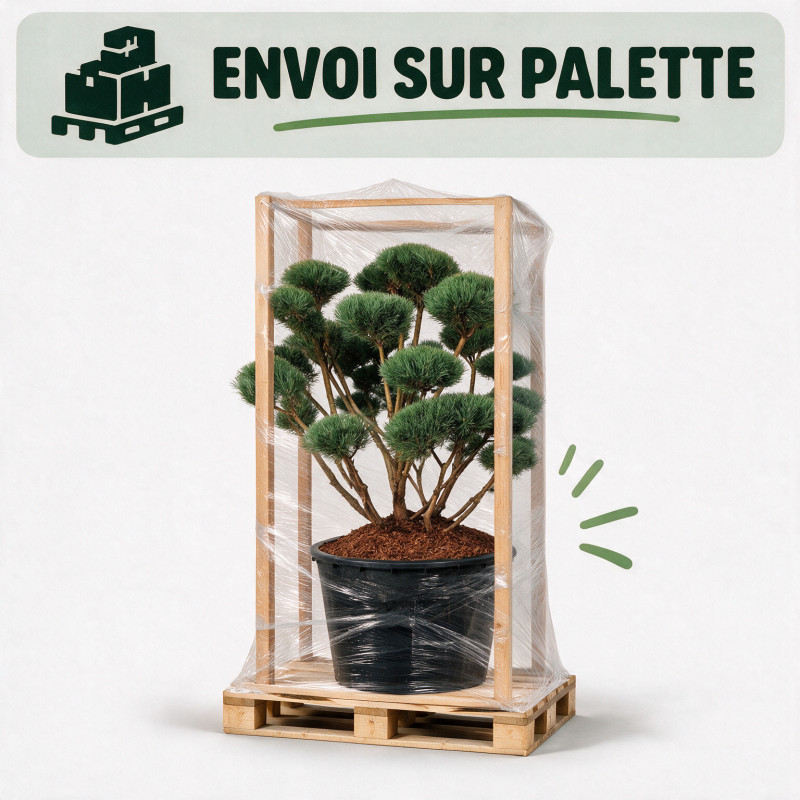Pin sylvestre Watereri - Pinus sylvestris Watereri Bonsaï 125/150cm Pot 285L