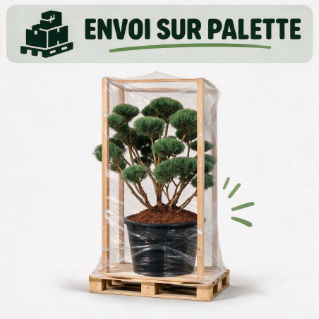 Pin sylvestre Watereri - Pinus sylvestris Watereri Bonsaï 125/150cm Pot 285L
