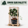 Pin sylvestre Watereri - Pinus sylvestris Watereri Bonsaï 125/150cm Pot 285L