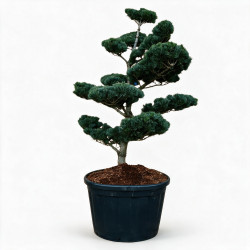 Pin blanc du Japon Negishi - Pinus parviflora Negishi Bonsaï 125/150cm Pot 180L