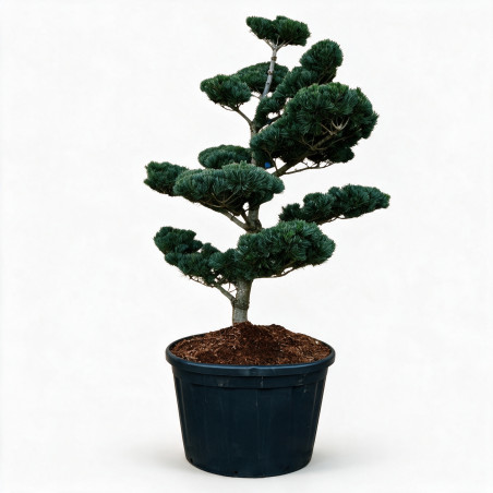 Pin blanc du Japon Negishi - Pinus parviflora Negishi Bonsaï 125/150cm Pot 180L
