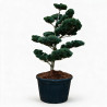 Pin blanc du Japon Negishi - Pinus parviflora Negishi Bonsaï 125/150cm Pot 180L