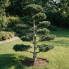 Pin blanc du Japon Negishi - Pinus parviflora Negishi Bonsaï 125/150cm Pot 180L