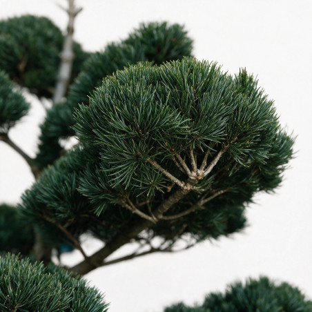 Pin blanc du Japon Negishi - Pinus parviflora Negishi Bonsaï 125/150cm Pot 180L