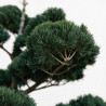 Pin blanc du Japon Negishi - Pinus parviflora Negishi Bonsaï 125/150cm Pot 180L