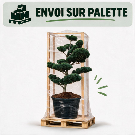 Pin blanc du Japon Negishi - Pinus parviflora Negishi Bonsaï 125/150cm Pot 180L