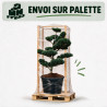Pin blanc du Japon Negishi - Pinus parviflora Negishi Bonsaï 125/150cm Pot 180L