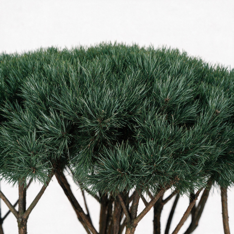 Pin sylvestre Watereri - Pinus sylvestris Watereri Parasol 120/140cm Pot 230L - Pin parasol