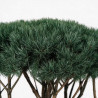 Pin sylvestre Watereri - Pinus sylvestris Watereri Parasol 120/140cm Pot 230L - Pin parasol