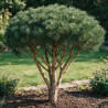 Pin sylvestre Watereri - Pinus sylvestris Watereri Parasol 120/140cm Pot 230L - Pin parasol