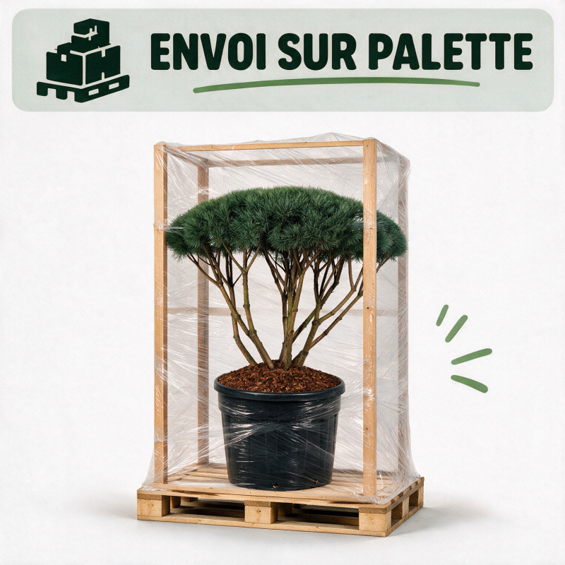 Pin sylvestre Watereri - Pinus sylvestris Watereri Parasol 120/140cm Pot 230L - Pin parasol
