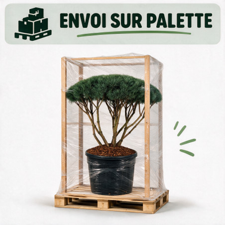 Pin sylvestre Watereri - Pinus sylvestris Watereri Parasol 120/140cm Pot 230L - Pin parasol