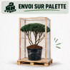 Pin sylvestre Watereri - Pinus sylvestris Watereri Parasol 120/140cm Pot 230L - Pin parasol