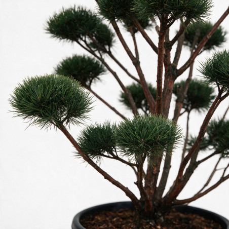 Pin sylvestre Watereri - Pinus sylvestris Watereri Bonsaï 110/130cm Pot 130L