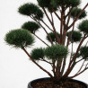 Pin sylvestre Watereri - Pinus sylvestris Watereri Bonsaï 110/130cm Pot 130L