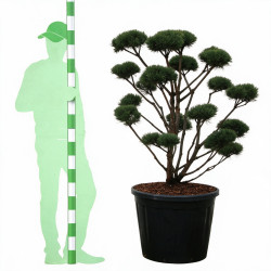 Pin sylvestre Watereri - Pinus sylvestris Watereri Bonsaï 110/130cm Pot 130L