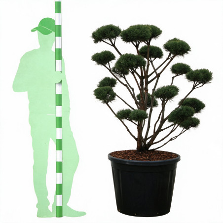 Pin sylvestre Watereri - Pinus sylvestris Watereri Bonsaï 110/130cm Pot 130L