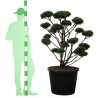 Pin sylvestre Watereri - Pinus sylvestris Watereri Bonsaï 110/130cm Pot 130L